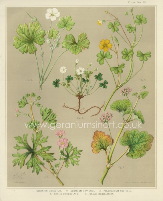 Mrs Sarah Featon (1848 - 1927) From 'The Art Album of New Zealand Flora' (1889).