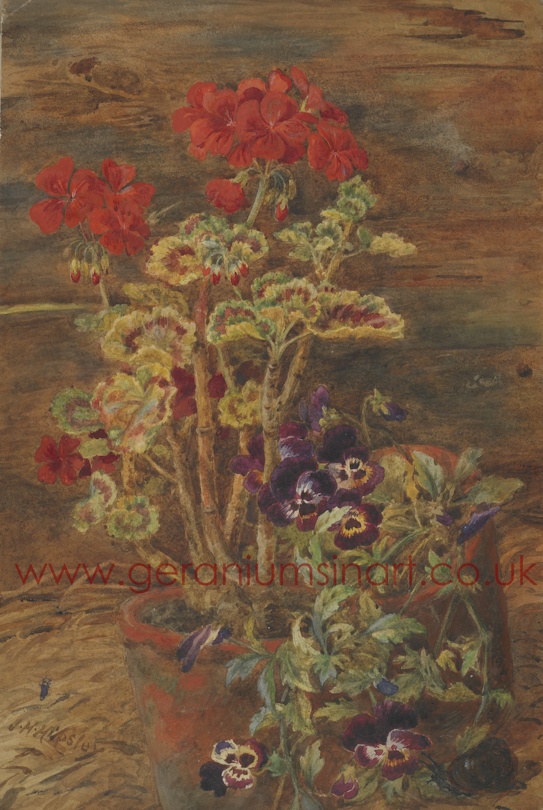 'Geraniums and Pansies' (undated) by Mr John Henry Hipsley (1843 - 1911). Watercolours on paper. The Museum of New Zealand, Te Papa Tongarewa (Gift of Archdeacon F.H.D. Smythe, 1957-0009-331).